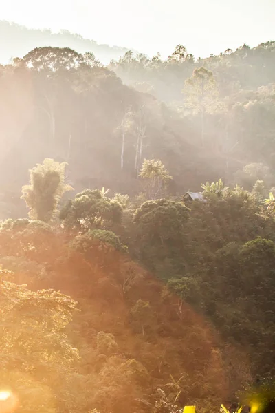 Кавова плантація в тропічному лісі . — стокове фото