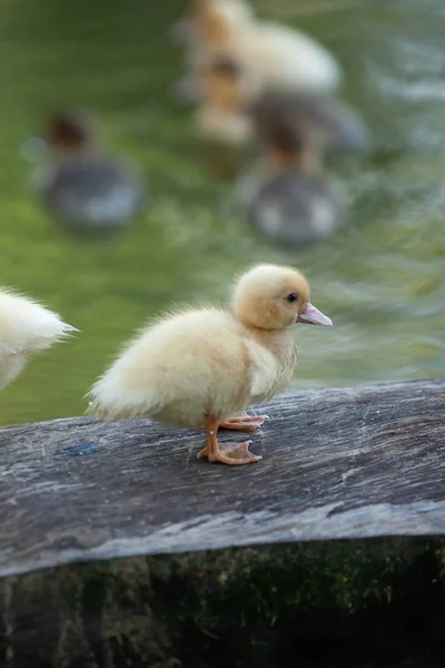 Little Ducklings stands on the log and swimming in residential pond. — Stock Photo, Image