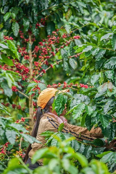 Laotian girl is harvesting coffee berries in coffee plantation.