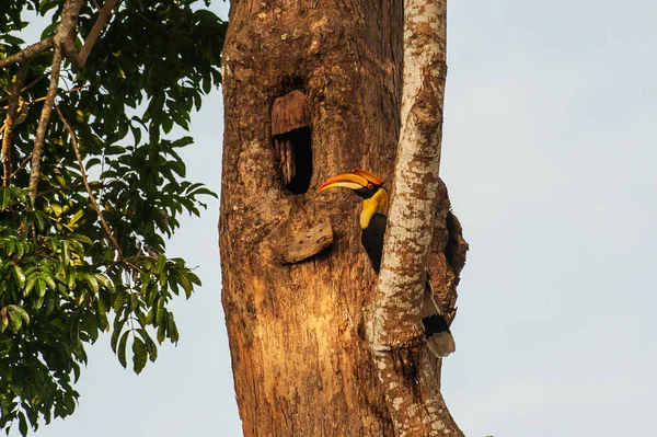 Velká Hornbill samice v hnízdě v dutině velkého stromu. — Stock fotografie