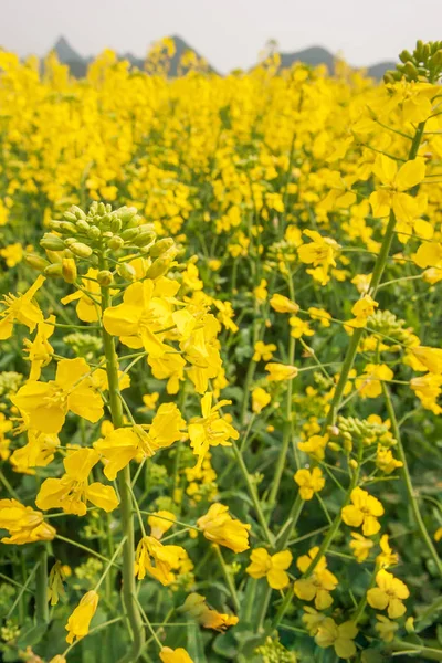 満開のマスタードの花のフィールドの終わりのショット. — ストック写真