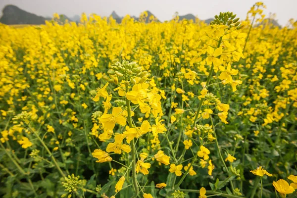 満開のマスタードの花のフィールドの終わりのショット. — ストック写真