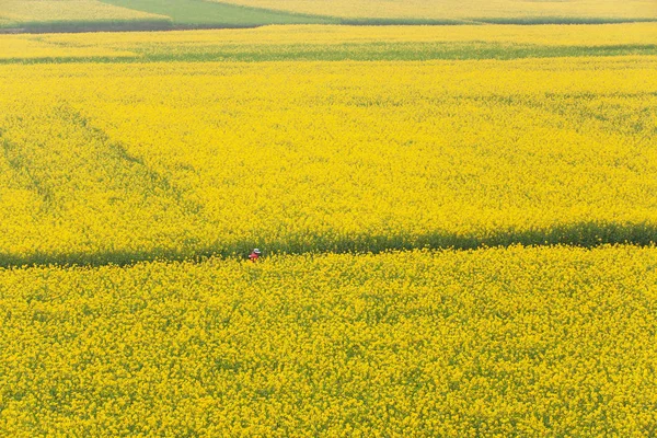 満開のマスタード畑の空中風景. — ストック写真