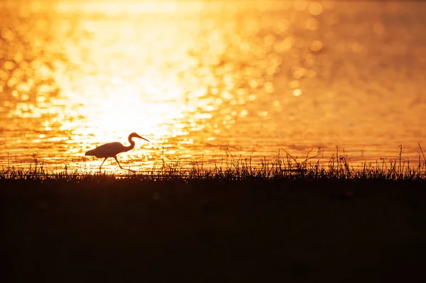 Silberreiher spazieren bei Sonnenuntergang im See. — Stockfoto