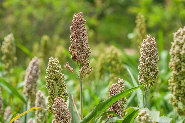 Millet plantage in het ochtendlicht. — Stockfoto