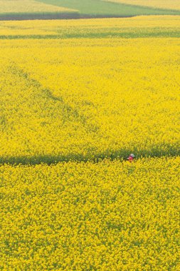 Hardal alanının hava görüntüsü tam çiçekleniyor.
