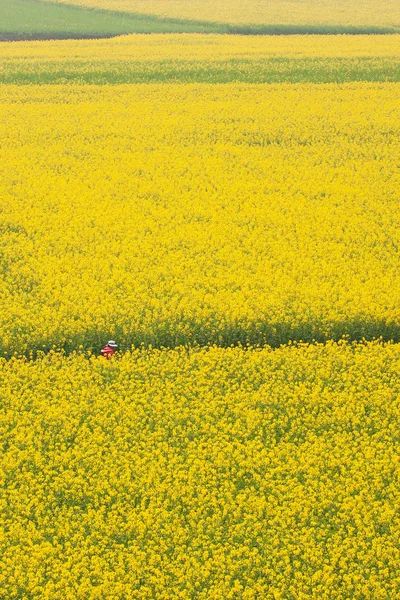 Luftaufnahme von Senffeld in voller Blüte. — Stockfoto