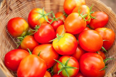 Taze organik domatesler hasır sepette olgunlaşmıştır..