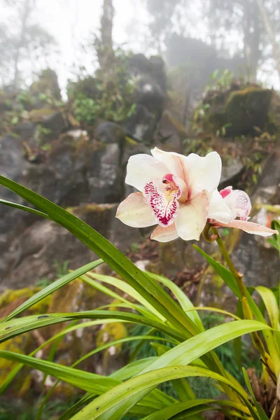 Krásná tropická orchidej kvete s ranní rosou. — Stock fotografie