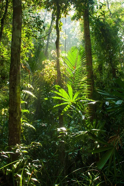 Bella alba splende sulla foresta palude torba . — Foto Stock