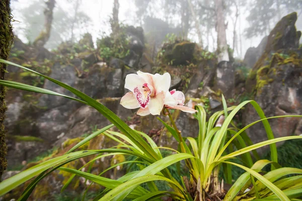 Красива тропічна орхідея цвіте з ранковою росою . — стокове фото