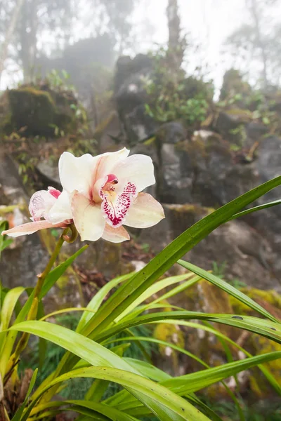 Orquídea tropical bonita está em flor com orvalho da manhã . — Fotografia de Stock