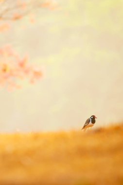 Altın çayırlarda bir kuş Sabah ışığında.