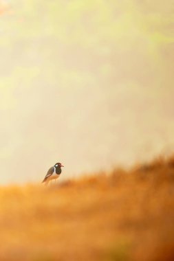 Altın çayırlarda bir kuş Sabah ışığında.