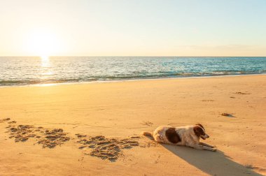 Mutlu köpek dinleniyor ya da gün batımında güneşleniyor..
