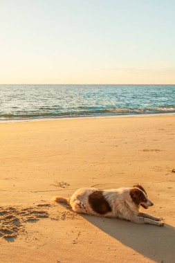 Mutlu köpek dinleniyor ya da gün batımında güneşleniyor.. 