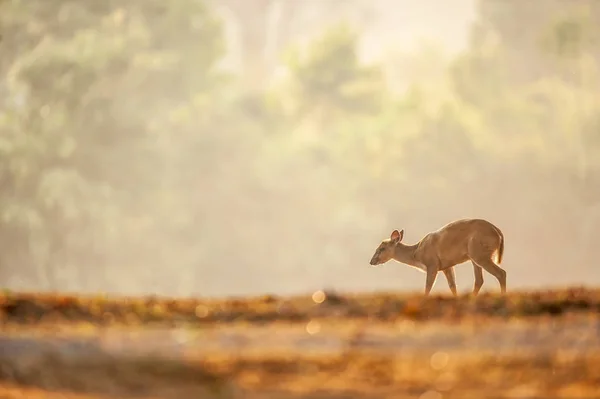 Första steget för lilla Muntjac i den gyllene grässlätten på sommaren. — Stockfoto