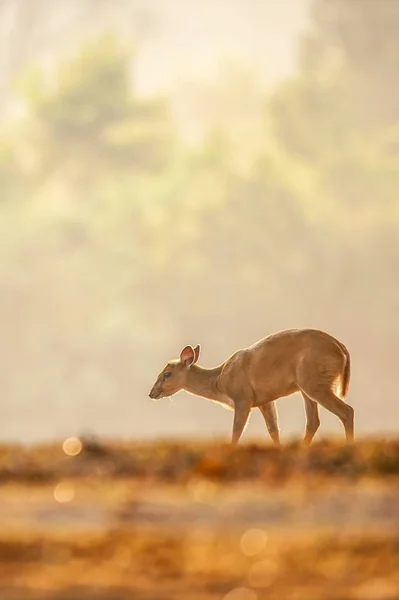 Första steget för lilla Muntjac i den gyllene grässlätten på sommaren. — Stockfoto