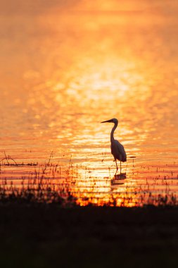 Renkli zamanlar, Büyük Egret gün batımında gölde yürüyor.
