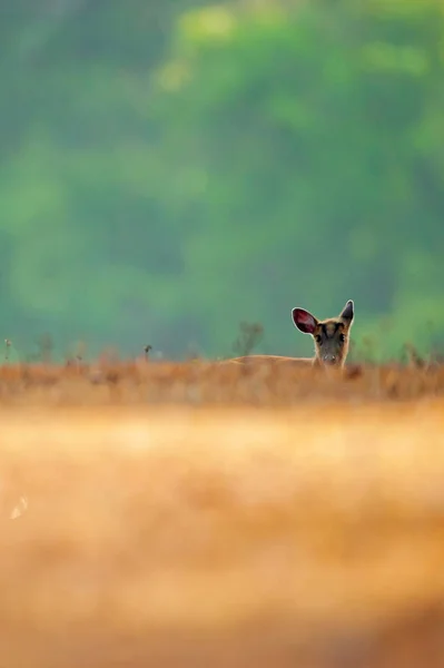 Baby Muntjac avkopplande i den gyllene grässlätten i morgonljus. — Stockfoto