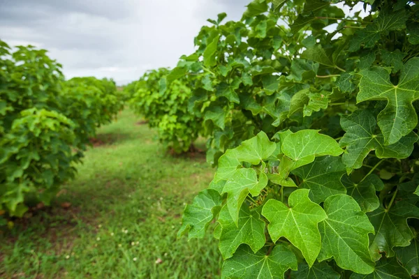 Tuerca física, nuez de purga o nuez barbadosa (Jatropha curcas L.) ag — Foto de Stock