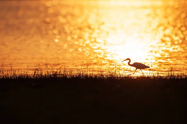 Bunte Zeit, Silberreiher spazieren im Sonnenuntergang im See. — Stockfoto