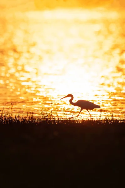 Tiempo colorido, Gran Egret caminando en el lago en la tapa del atardecer — Foto de Stock