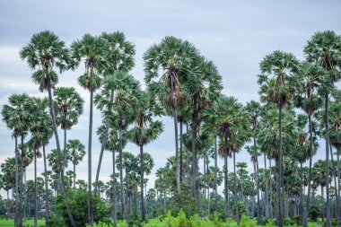 Kamboçya Phnom Penh yakınlarındaki yol kenarındaki palmiye ağaçları ve tarlalar.