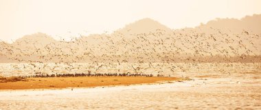 Shorebird 'ler gün batımında sahilde göç ederler..