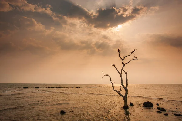 Un solitario árbol muerto junto al mar . — Foto de Stock