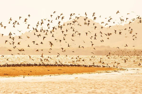 日落时海滩上的海鸟迁徙. — 图库照片