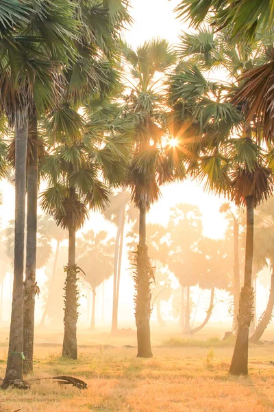 Пейзаж пальм и поля на восходе солнца . — стоковое фото