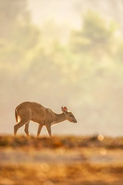 Första steget för lilla Muntjac i den gyllene grässlätten på sommaren. — Stockfoto