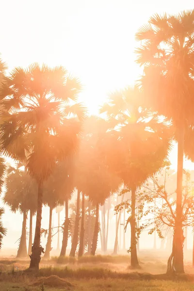 Пейзаж пальм и поле при утреннем свете . — стоковое фото