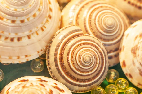 Widok z góry egzotycznych spiralnych muszli morskich z kulkami kryształowymi. — Zdjęcie stockowe