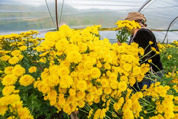 Wanita suku Hmong memanen bunga anyelir kuning . — Stok Foto