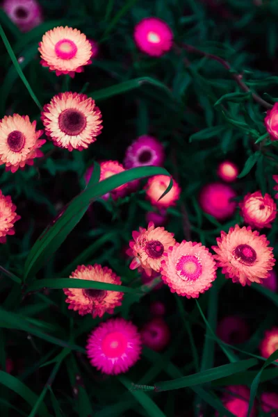 Abstrakte Magenta Rosa Gänseblümchenblümchen Blühen Mondschein Die Kunst Der Farben — Stockfoto