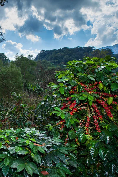 Landschap Van Koffieplantage Tropisch Bos Verse Rijpe Koffiebessen Het Seizoen — Stockfoto