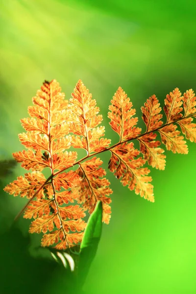 緑の背景に対して朝の光の中で明るく美しい黄金のシダの葉は 黄金のシダは野生の木の枝に成長します カオヤイ国立公園 — ストック写真