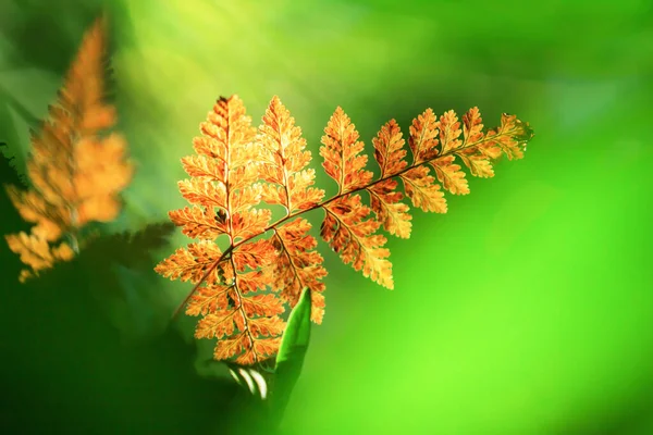 Luminose Belle Foglie Felce Dorata Alla Luce Del Mattino Sullo — Foto Stock