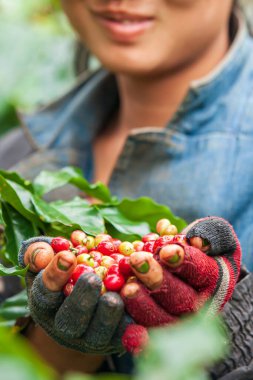 Fresh and ripe Arabica coffee berries in Laotian young woman hands, Laotian young woman harvesting coffee berries in organic plantation, Bolaven Plateau, South Laos. Close-up. Selective focus. clipart