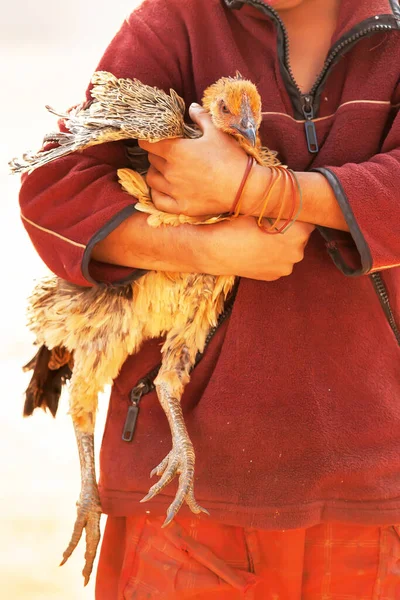 Una Gallina Bruna Nativa Sulle Braccia Una Ragazza Laotiana Mercato — Foto Stock