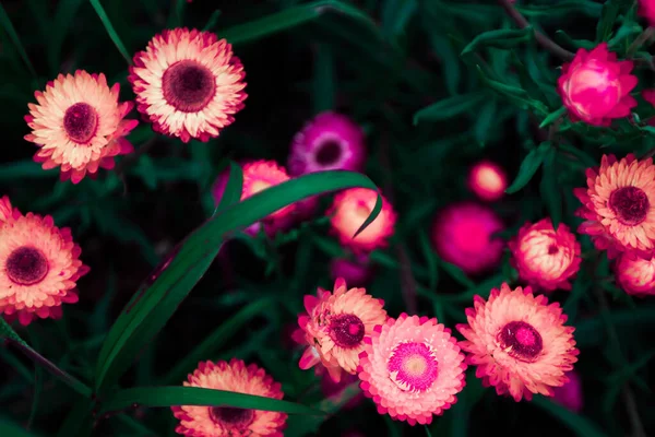 Rezumat Magenta Roz Margarete Flori Sub Lumina Lunii Arta Culori — Fotografie, imagine de stoc