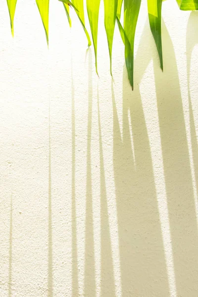 Зелене Пальмове Листя Смугаста Тінь Кремовій Стіні Сонячний Промінь Світить — стокове фото