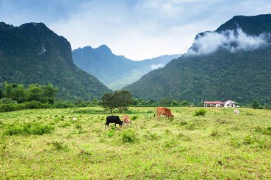 Sığır sürüsü sakin bir vadide otluyor, dağlar ve sabah sisi arka planda, Kuzey Laos kırsal kesiminde.