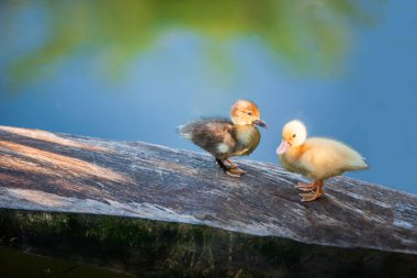 Mutlu çift ördek yavrusu açık çiftlikteki gölette yüzer..