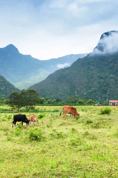 Manada Vacas Pastando Pasto Vale Tranquilo Montanhas Neblina Matinal Nos — Fotografia de Stock