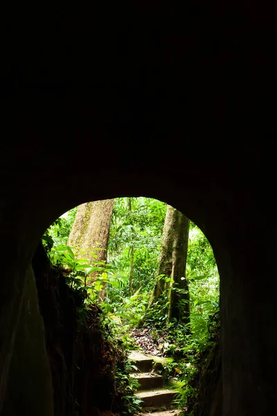 Túnel Escuro Vazio Para Floresta Mística Vista Dentro Túnel Olhando — Fotografia de Stock