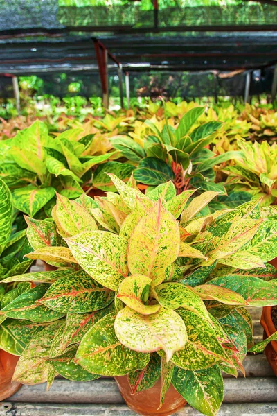 Piękne Liście Aglaonema Siam Red Chiński Evergreen Szklarni Przedszkolnej Skupienie — Zdjęcie stockowe