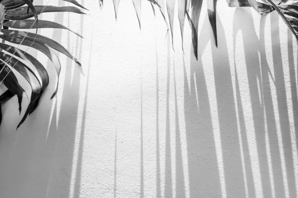 Зелене Пальмове Листя Смугаста Тінь Стіні Сонячний Промінь Світить Через — стокове фото